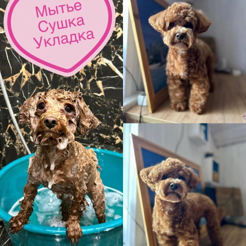 Галерея пет-ситтера Виктория (1058)