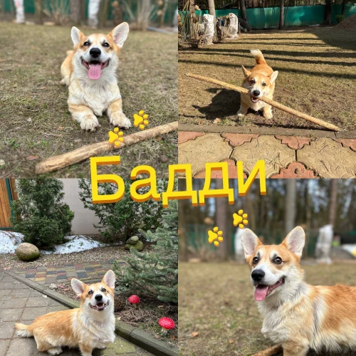 Галерея пет-ситтера Виктория (1058)