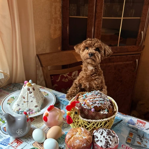 Галерея пет-ситтера Виктория (1058)