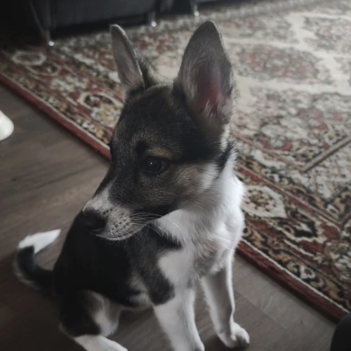 Галерея пет-ситтера Дмитрий (2617)