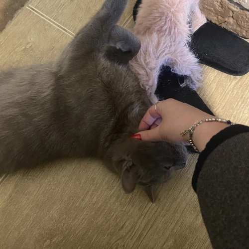Галерея пет-ситтера София (2999)
