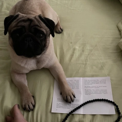 Галерея пет-ситтера Влада (553)