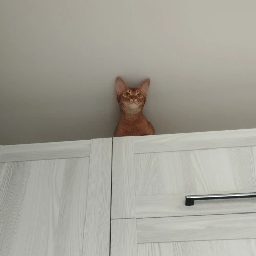 Галерея пет-ситтера Нина (96)