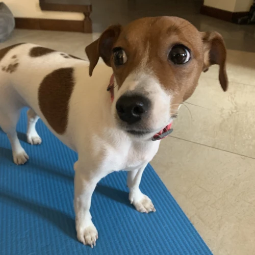 Галерея пет-ситтера Елена (457)