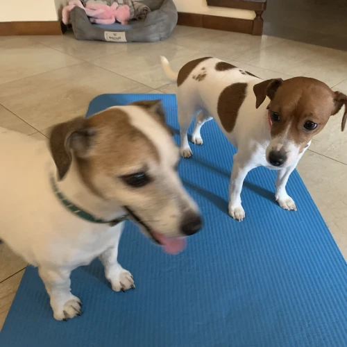 Галерея пет-ситтера Елена (457)